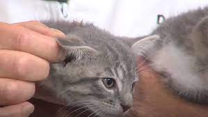 A head tilt is a persistent tilt or turn of the head along the cat's central axis to one side or the other and is usually described according to the side of the head that turns down. Pet Doc Ear Infections In Cats Khgi