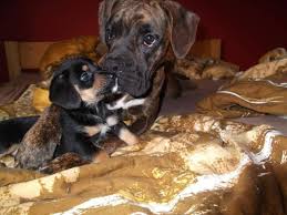 Tiernothilfe-Leipzig e.V.