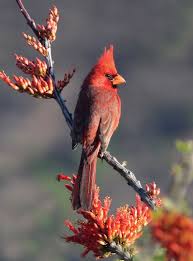 Maybe you would like to learn more about one of these? Favorite Bird Profile Northern Cardinal The Laurel Of Asheville