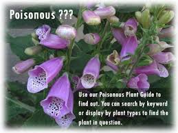 Most Deadly Plants To Humans Important If Someone Has Been Exposed To A Potentially Harmful Plant Poisonous Plants Plants Plant Guide