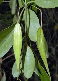 Image result for Cynanchum ledermannii