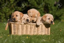 See more ideas about labrador, labrador retriever puppies, cute puppies. Four Labrador Puppies Sitting In A Basket Stock Photo Picture And Royalty Free Image Image 23662520