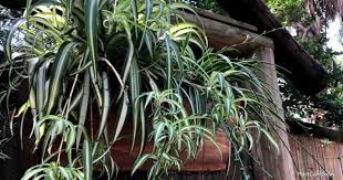 They prefer a temperature between 50 °f (10 °c) to 80 °f (27 °c) and can't thrive in outdoor areas with freezing or searing temperatures. Spider Plant Flowers Tips On Blooming Spider Plants