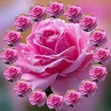 Bellezas De La Naturaleza Flowers Gif Good Morning Flowers Rose Roses Gif