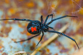 People who work outside should be careful to avoid them. Follow These Tips To Ward Off Deadly Black Widow Spiders Lifestyle Standard Net