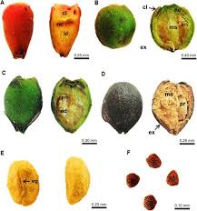 Image result for Mitrasacmopsis