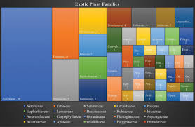 Image result for Eriocaulon abyssinicum