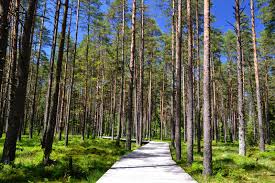 W samym centrum nowego targu już od lat dwudziestych xx w. My Way To Heaven Rezerwat Bor Na Czerwonem Magiczne Nowotarskie Bagna