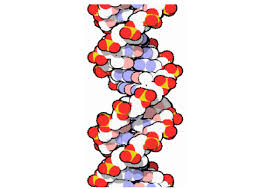 Deoxyribonucleic acid is a molecule composed of two polynucleotide chains that coil around each other to form a double helix carrying genetic instructions for the development, functioning. Pdb 101 Learn Paper Models Dna
