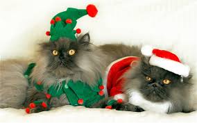 Rehome buy and sell, and give an animal a forever home with preloved! 22 Costs To Consider Before Buying A Pet This Christmas