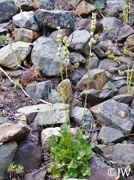 Image result for Heuchera cylindrica Greenfinch