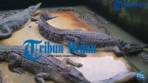 Dinamakan lubang buaya karena ada sebuah legenda yang menyebutkan bahwa ada banyak buaya putih di sungai dekat kawasan tersebut. Video Berlibur Di Taman Buaya Asam Kumbang Berdiri Sejak 1959 Dan Kini Sudah Ada 2800 Buaya Tribun Medan