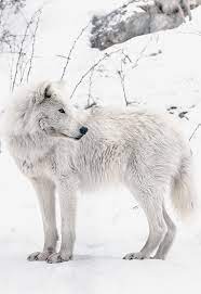 April 06 2018 At 04 02am Arctic Wolf Siberian Husky Wolves Photography