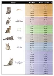 Maybe you would like to learn more about one of these? 3 Reasons Every Cat Needs Routine Veterinary Care Taste Of The Wild