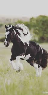 Pin By Noorey Haram On Equine Photography Animals Beautiful Most Beautiful Horses Cute Horses