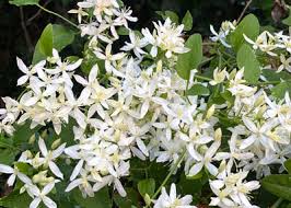 We did not find results for: Sweet Autumn Clematis September 10 2020 Neil Sperry S Gardens