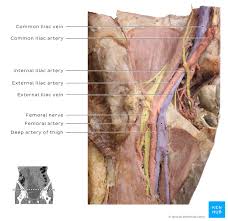Some sources say that the vaginal artery can arise from the uterine artery. Internal Iliac Artery Anatomy Kenhub