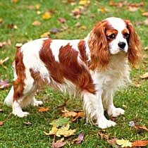Successful in conformation shows, obedience and agility, they also make wonderful therapy dogs due to their sweet, gentle natures. Cavalier King Charles Spaniel Care A Lot Pet Supply
