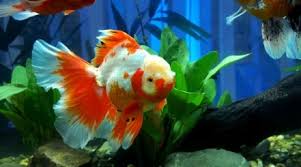 The fish food they gave us were goldfish flakes. Why Is My Goldfish Swimming Upside Down How To Fix The Problem