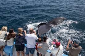 Explore santa barbara with the best! Whale Watching In California