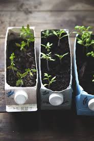 V 11 Tomattips De Tre Systrarna Och En Nominering Sjalvhushallningsproje V 11 Tomattips De Tre Systrar In 2020 Plants Home Vegetable Garden Garden Projects