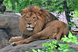 Mammals - Topeka Zoo & Conservation Center