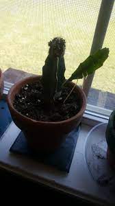 Commonly referred to as 'hibotan' or moon cactus, these are not a single species cactus but rather two different cacti that have been grafted together. Red Bulb At The Top Of My Cactus Started Shriveling A Few Weeks Ago After That The Main Plant Grew This Leaf Thing That Has Tendril Things Coming From It Idk What To