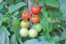 Wenn man sie erst pflückt, wenn sie weich sind, ist auch innen alles rot. Tomatenkrankheiten Einfach Erkennen 14 Schadbilder Pflege Tipps