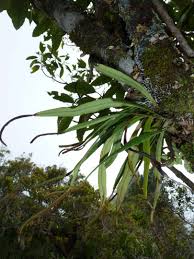 Image result for Belvisia