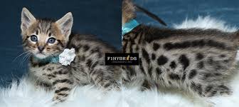 Other ads cats for sale in pennsylvania. Savannah Kittens For Sale