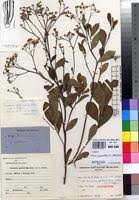 Image result for Vernonia suprafastigiata
