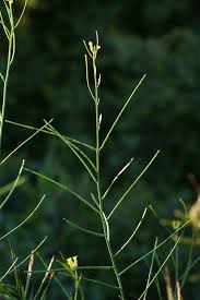 Image result for Sisymbrium orientale