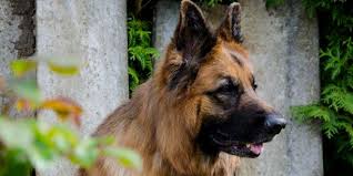 However, a pomeranian will cost a. Different Types Of German Shepherds Dogexpress