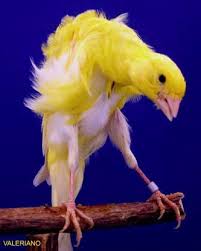 melado canary domestic canary birds canary birds pet birds canary
