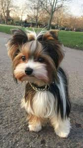 Pin On Baby Yorkies For Sale