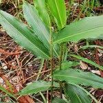 Image result for Aframomum alboviolaceum