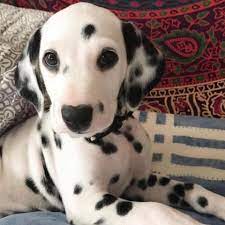 She is white with black. West Texas Dalmatians Home Facebook