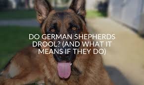 German shepherds hold the distinction of being a breed that sheds an incredible amount of hair. Do German Shepherds Drool And What It Means If They Do Jubilant Pups