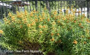 Image result for Leonotis grandis