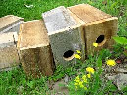 Easy to build, easy to bait, easy to release and best of all, it's humane and t. Snap Build A Weasel Trap To Protect Your Poultry Ecofarming Daily