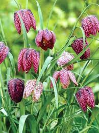 Fritillaria Meleagris Mixed Bluestone Perennials White Flower Farm Pink Perennials Bulb Flowers