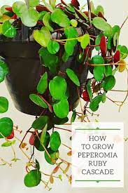 Peperomia Ruby Cascade 1 Critical Growing Secret Peperomia Peperomia Plant House Plant Care