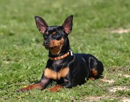Minyatur Pinscher Yavru Kopek Hayvanlar Doberman