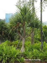 Image result for Pandanus utilis