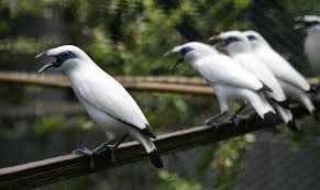 Sep 10, 2013 · burung kapasan kemiri. Daftar Harga Semua Jenis Burung Jalak Terbaru Burungnya Com