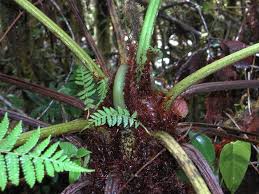 Image result for Cyatheaceae