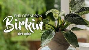 Philodendron birkin plants are generally easy to care for at home. Philodendron Birkin Care Update Rare Plant Repotting Part 2 Clay Soil Youtube