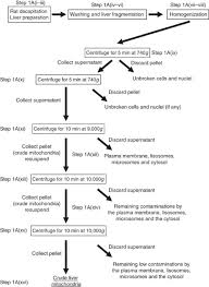 Check spelling or type a new query. Isolation Of Mitochondria Associated Membranes And Mitochondria From Animal Tissues And Cells Nature Protocols