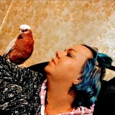 Found adult male galah in Thornlie