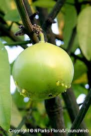 Image result for Garcinia pachyclada